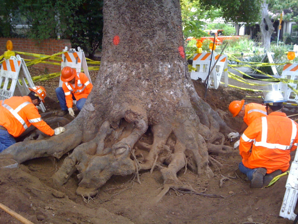 Palo Alto Tree Root Maintenance